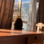 mintのアバター