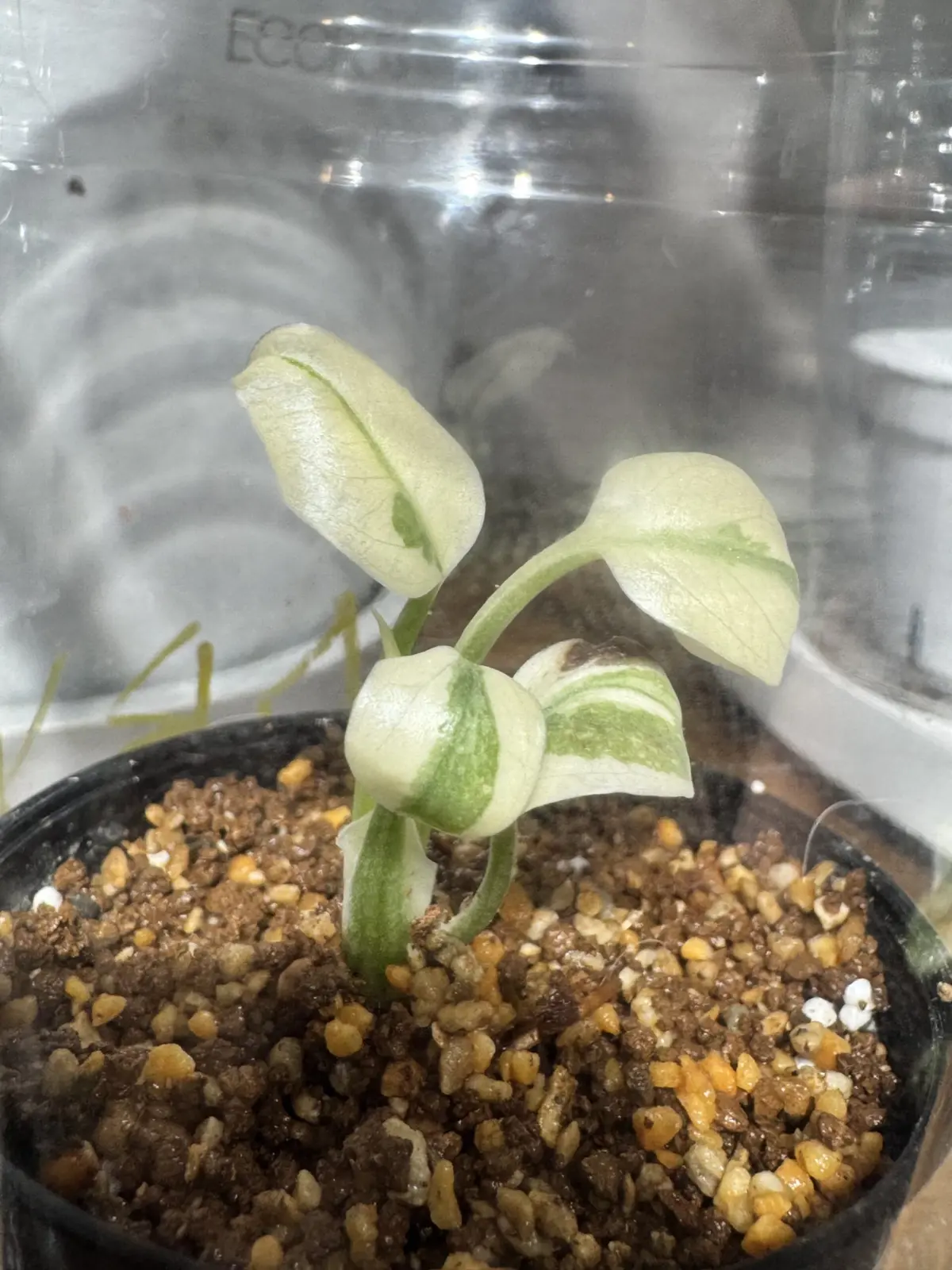 モンステラ　ホワイトラバ　ゴースト