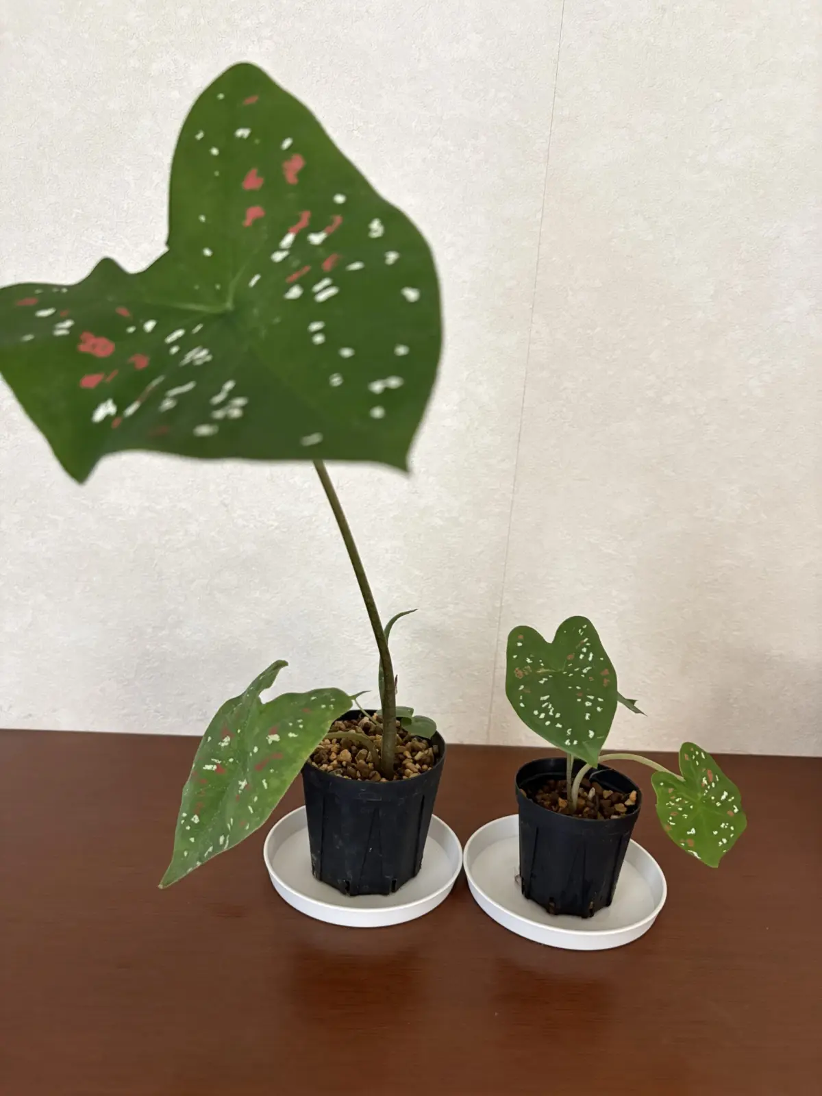 カラジウム　ビコロール