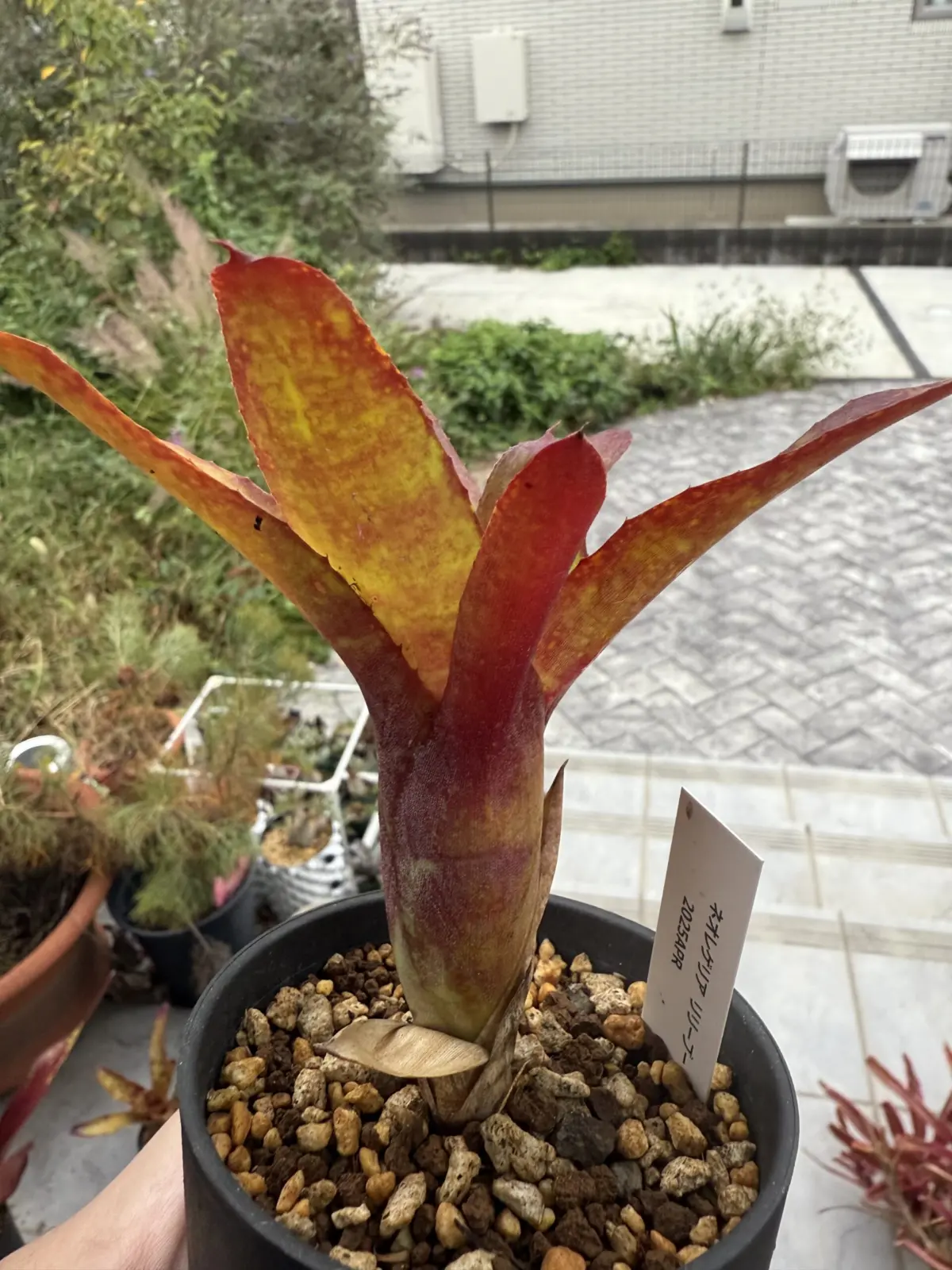 ネオレゲリア　リリープー