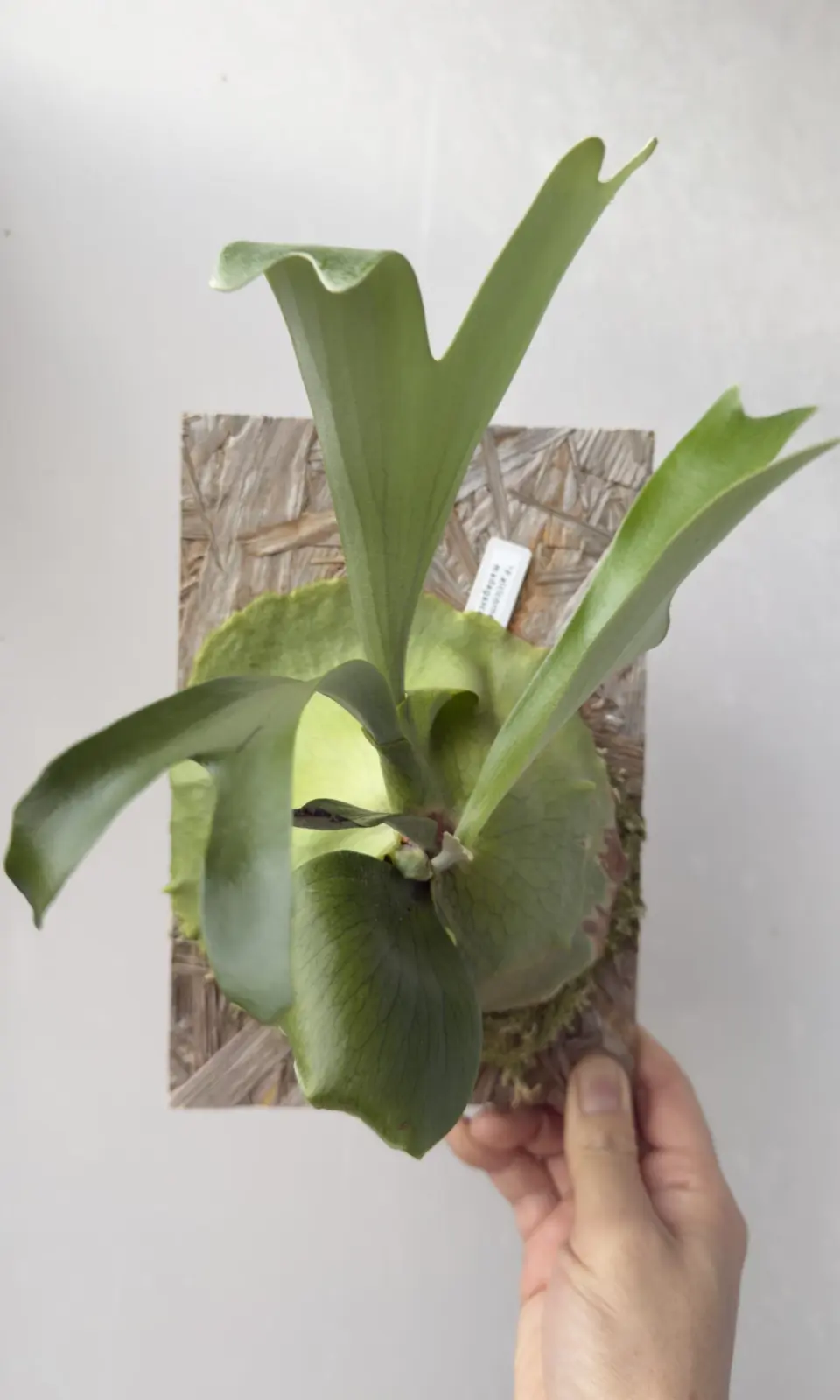 ビカクシダ アルシコルネ マダガスカル