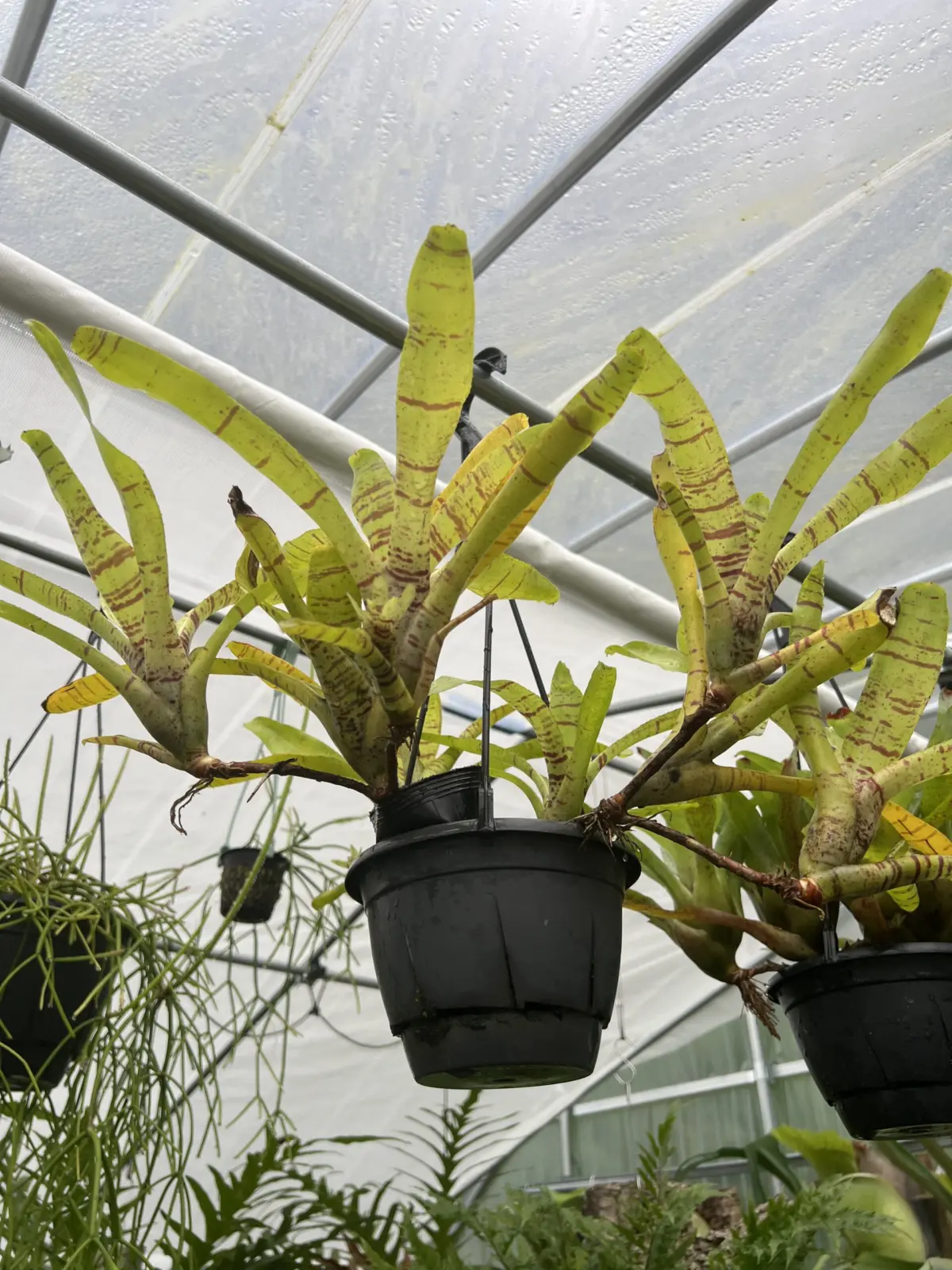 ネオレゲリア　イエローゼブラ