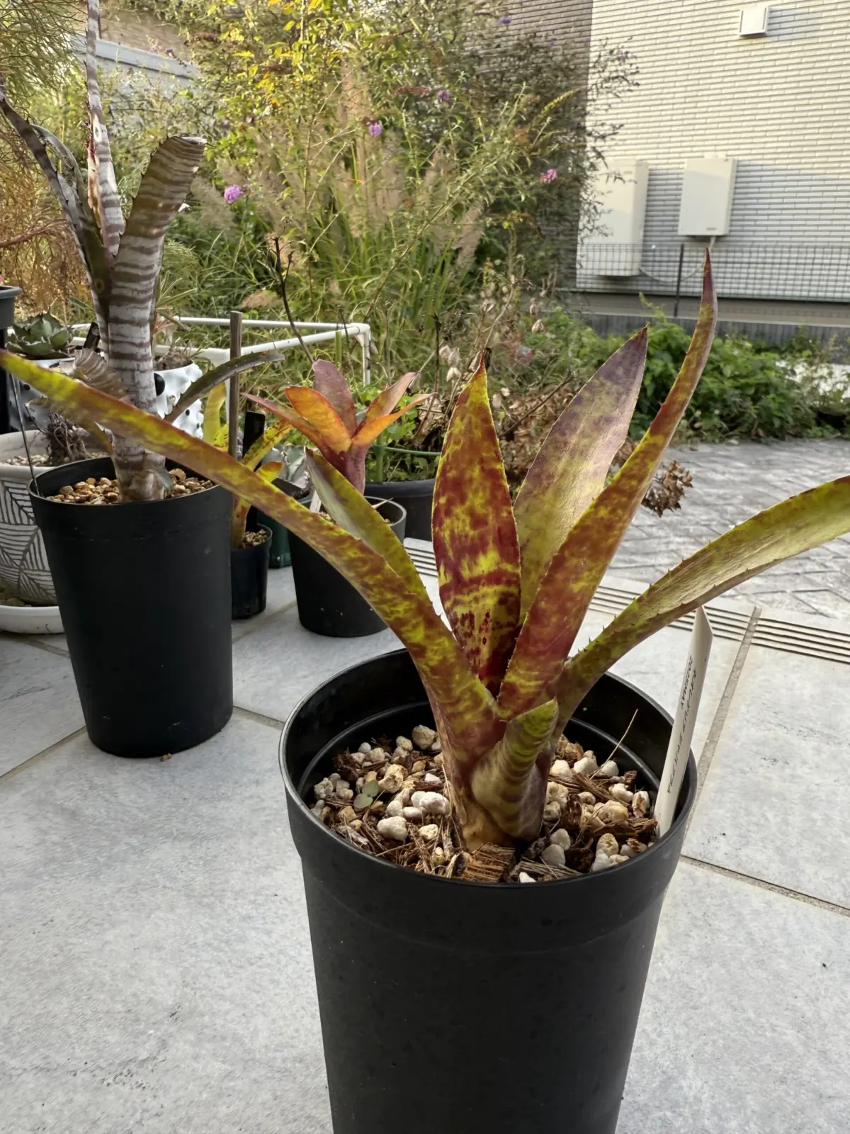 ネオレゲリア　ジャバプラム