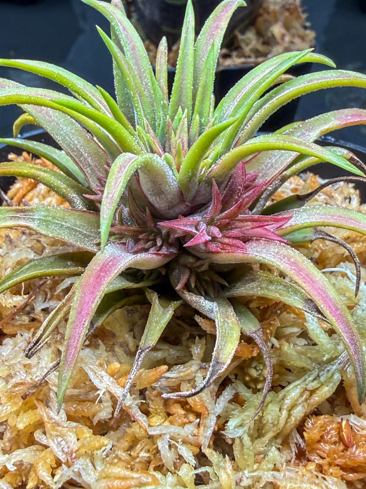 ティランジア　イオナンタ　ファイヤークラッカー　子株