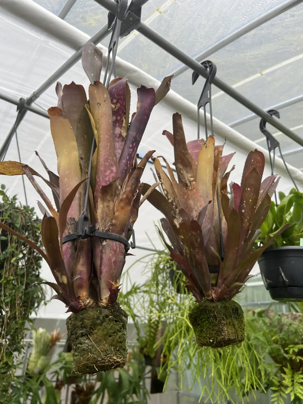 ビルベルギア　ハレルヤ