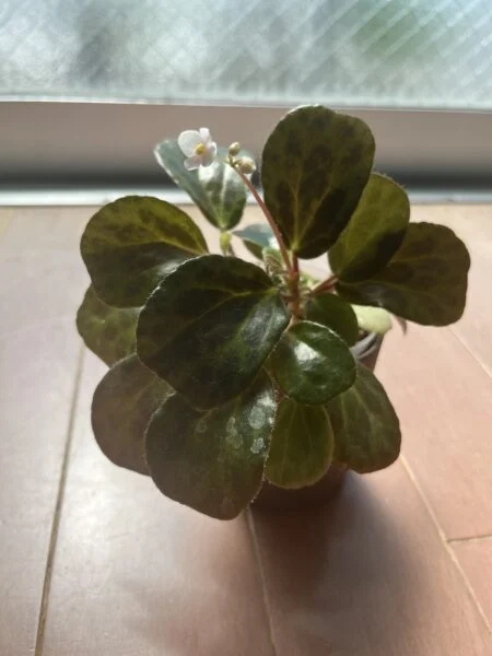 ベゴニア　ブランシー　花