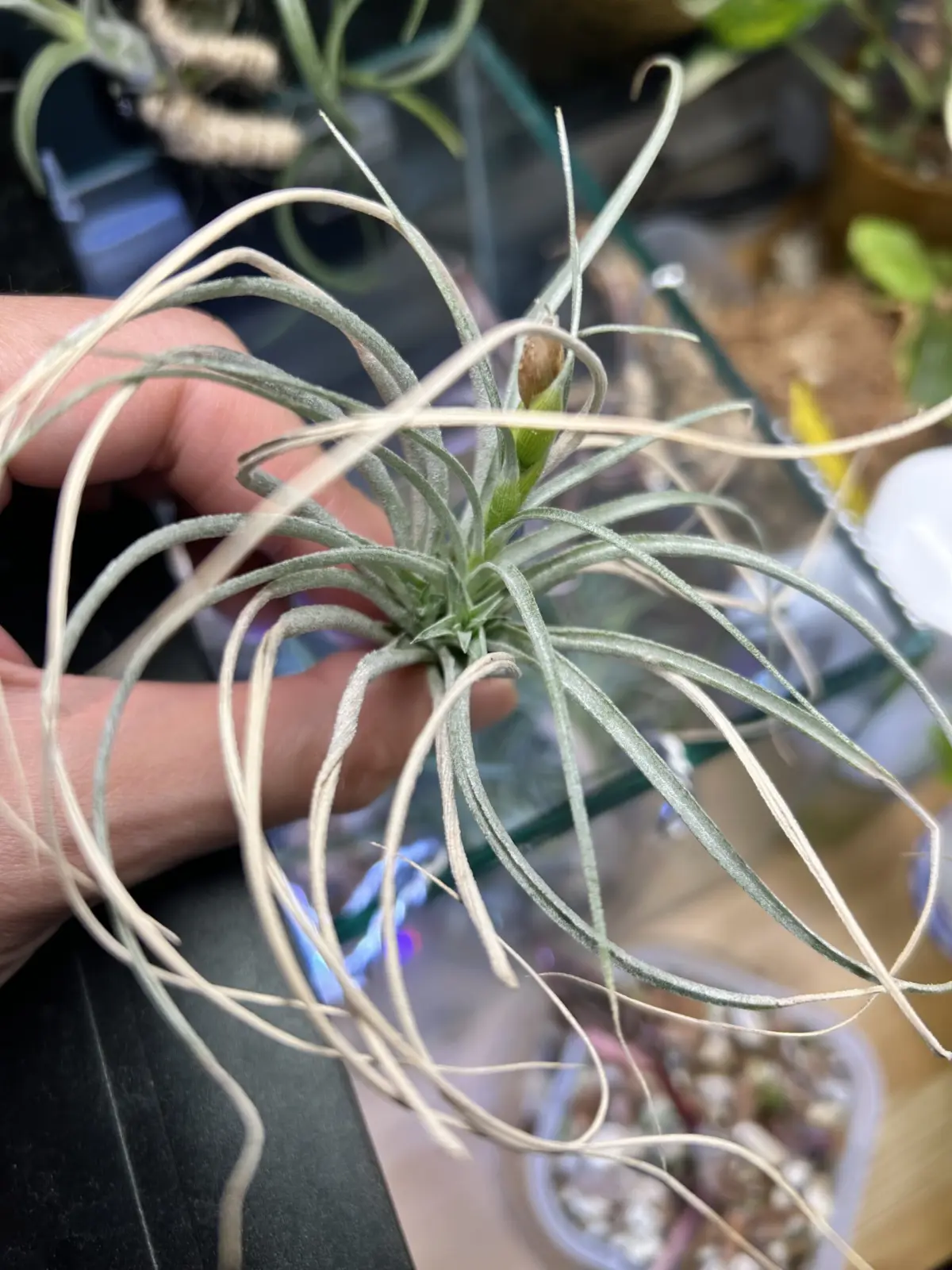 ディランジア　ストリクタ　100均