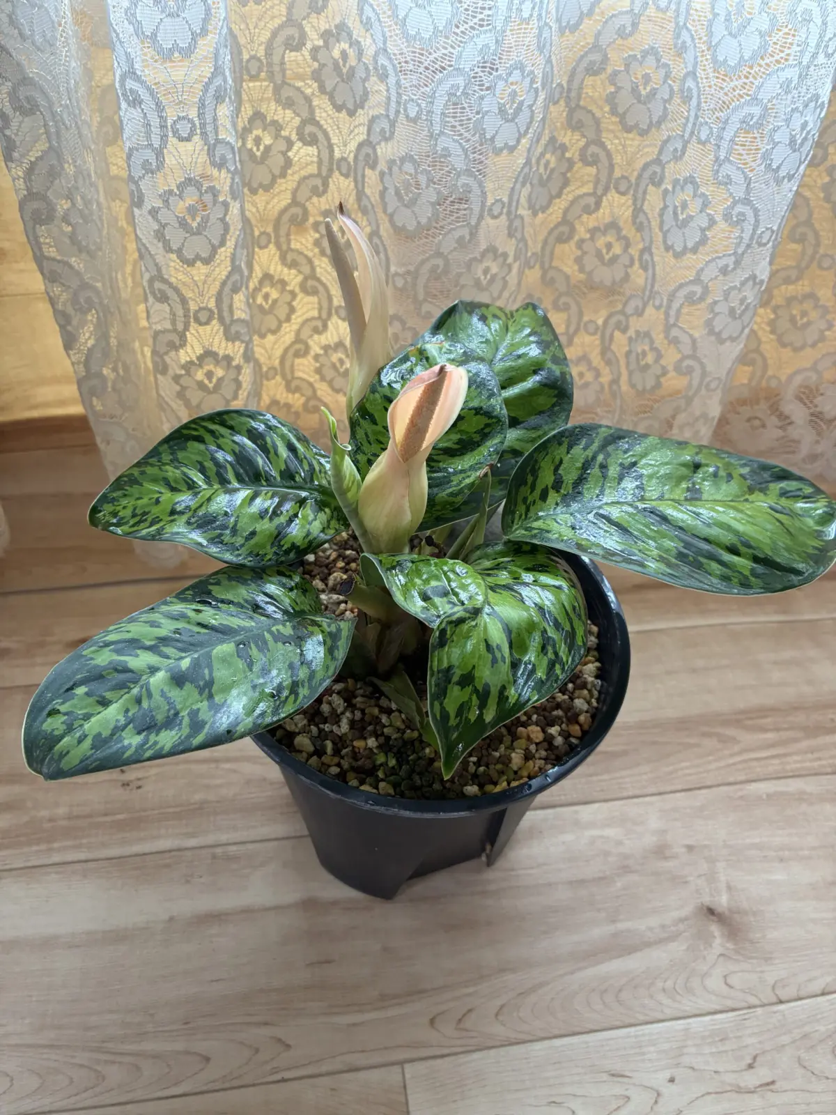 ホマロメナ　カモフラージュ　花