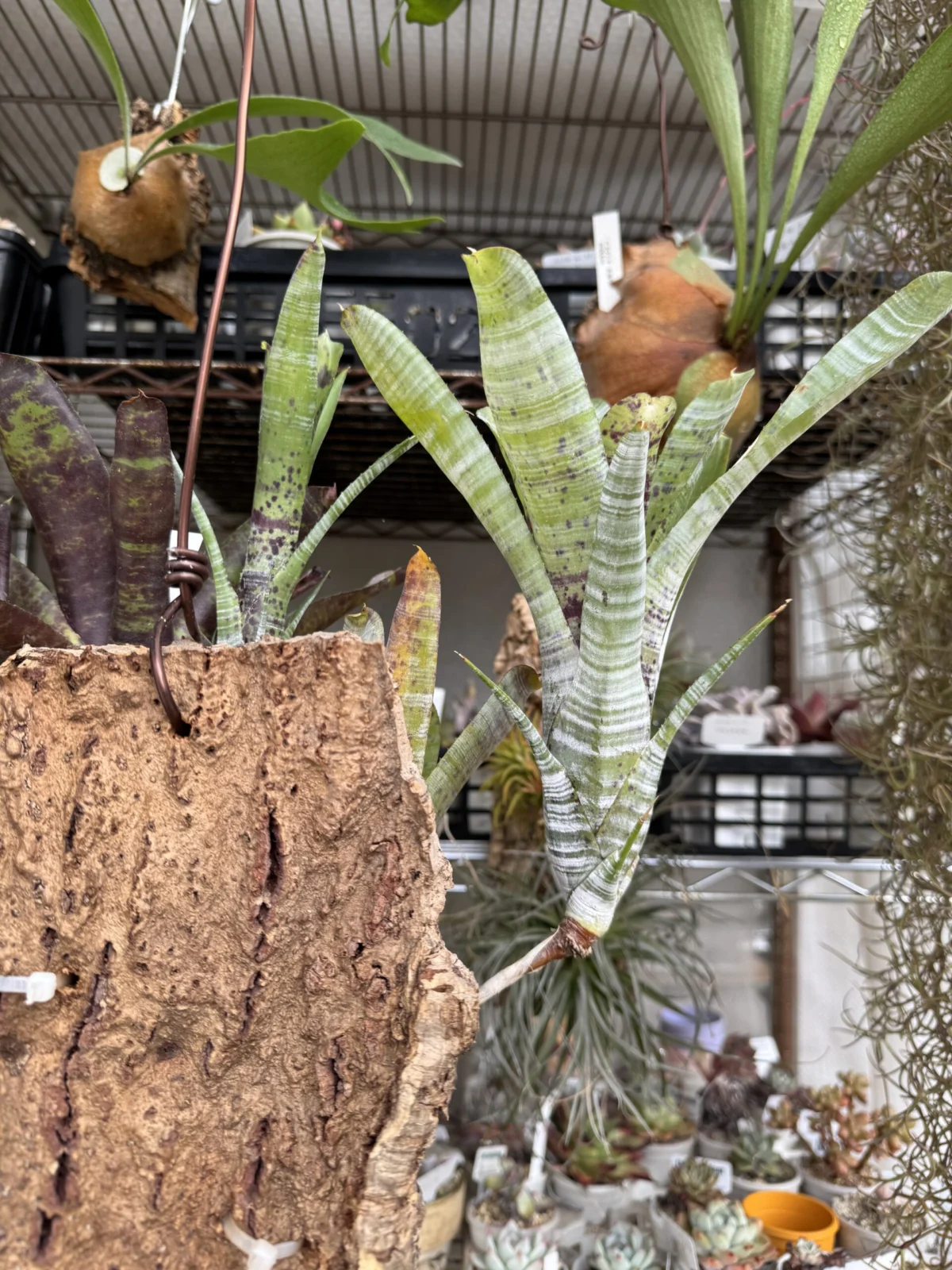 ネオレゲリア　パウシフローラジャイアント　後ろ姿