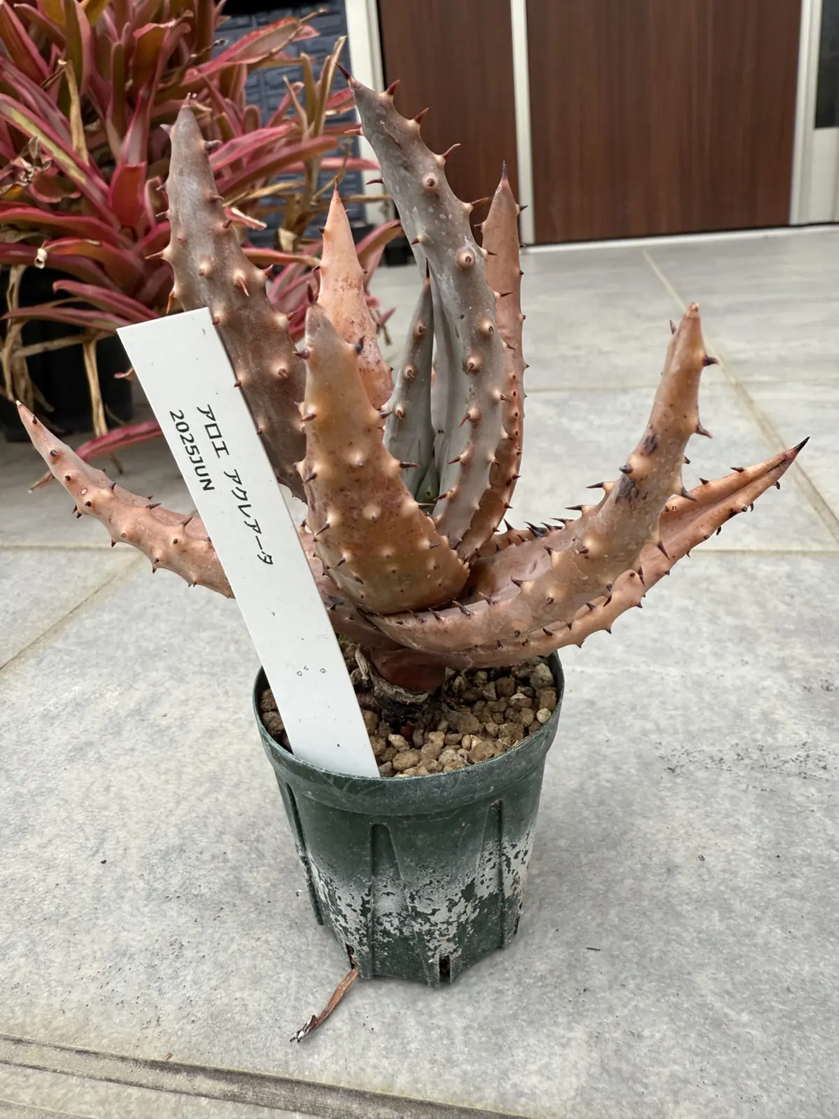 アロエ　アクレアータ