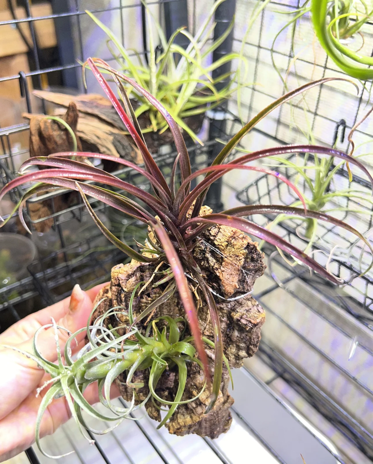 ティランジア　カピタータドミンゲンシス