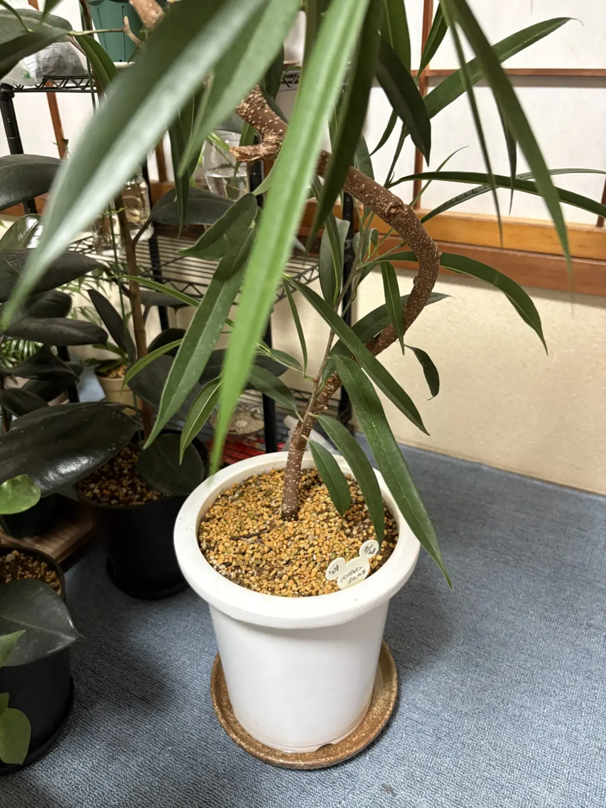 ベンジャミンゴムの木