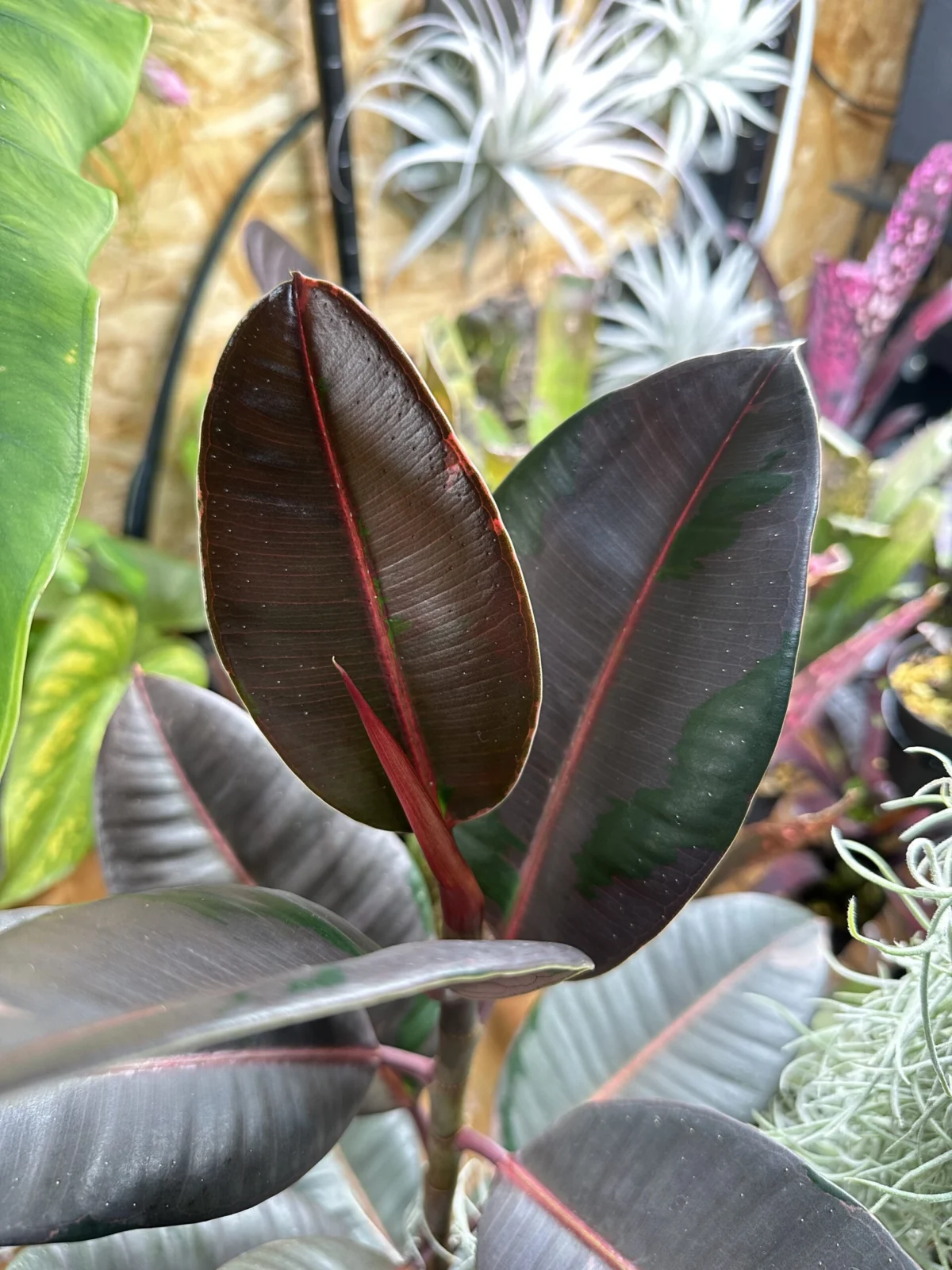 フィカス　ブルールビー