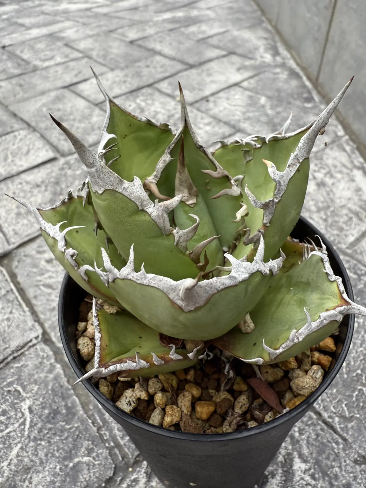 アガベ　オテロイ　実生