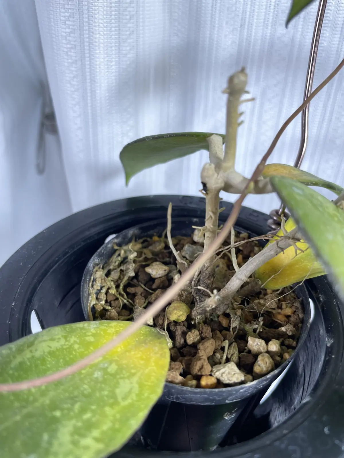 ホヤ　腐りが入った　その2