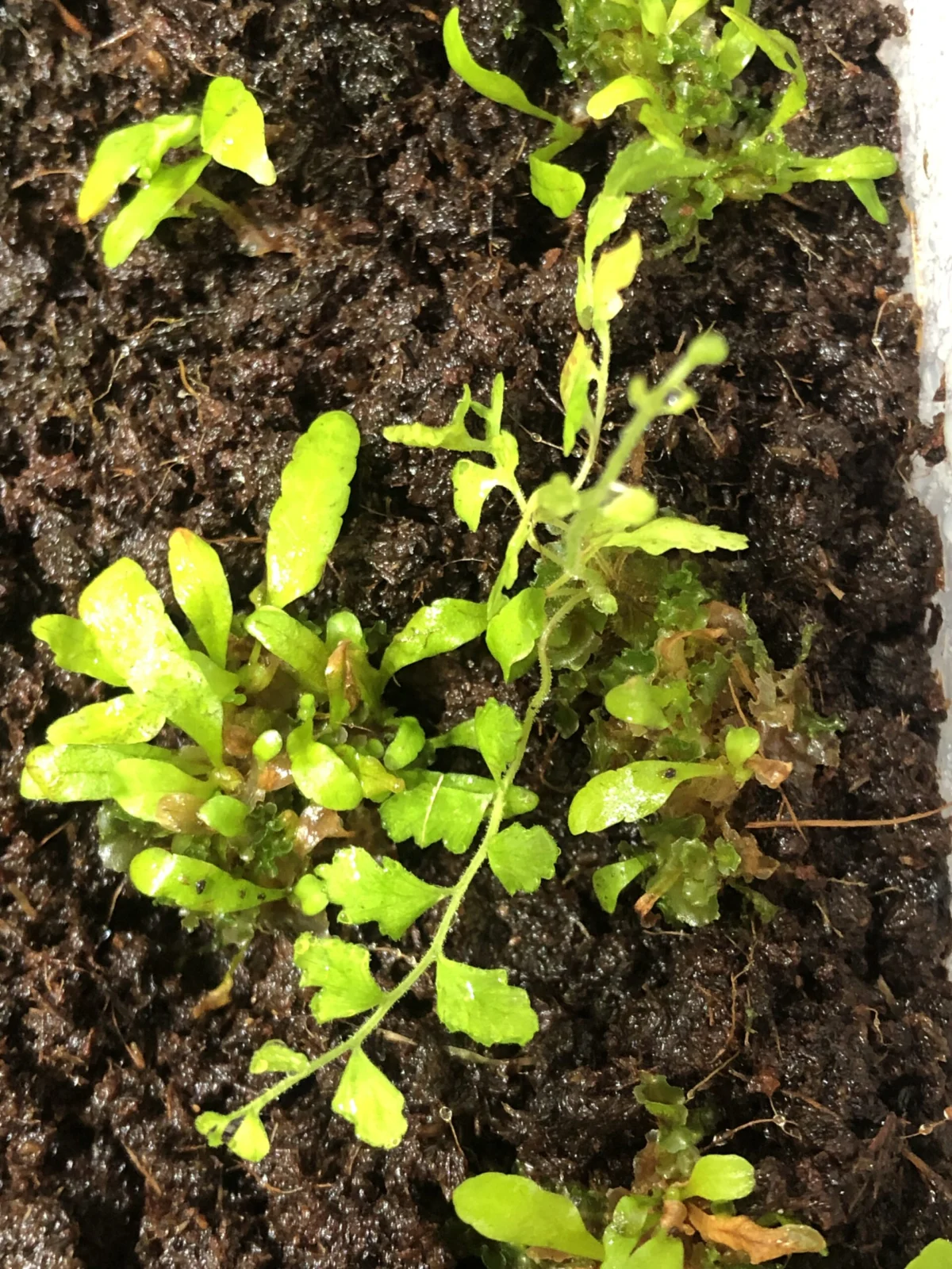 ドリナリア クエルシフォリア