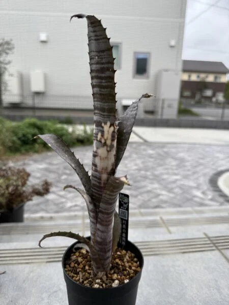 ビルベルギア パイプライン
