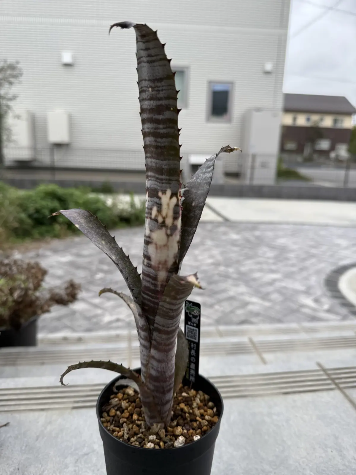 ビルベルギア　パイプライン