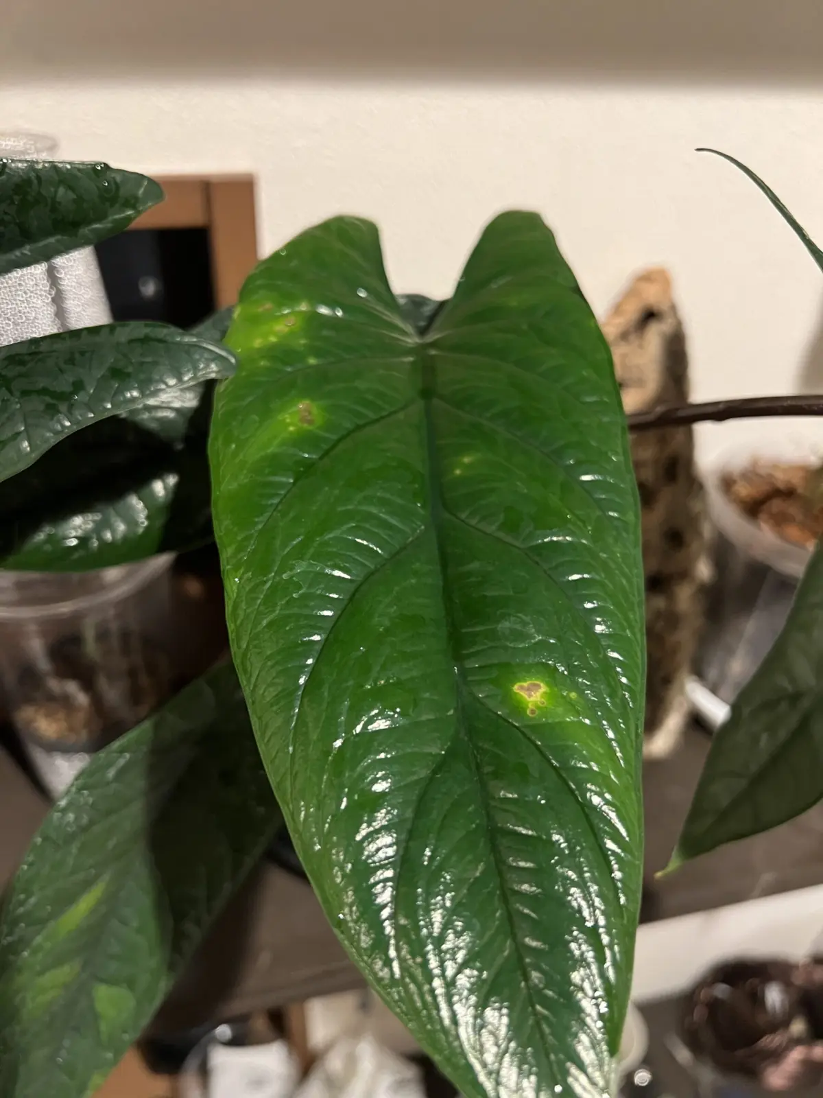 アロカシア スカルプラム