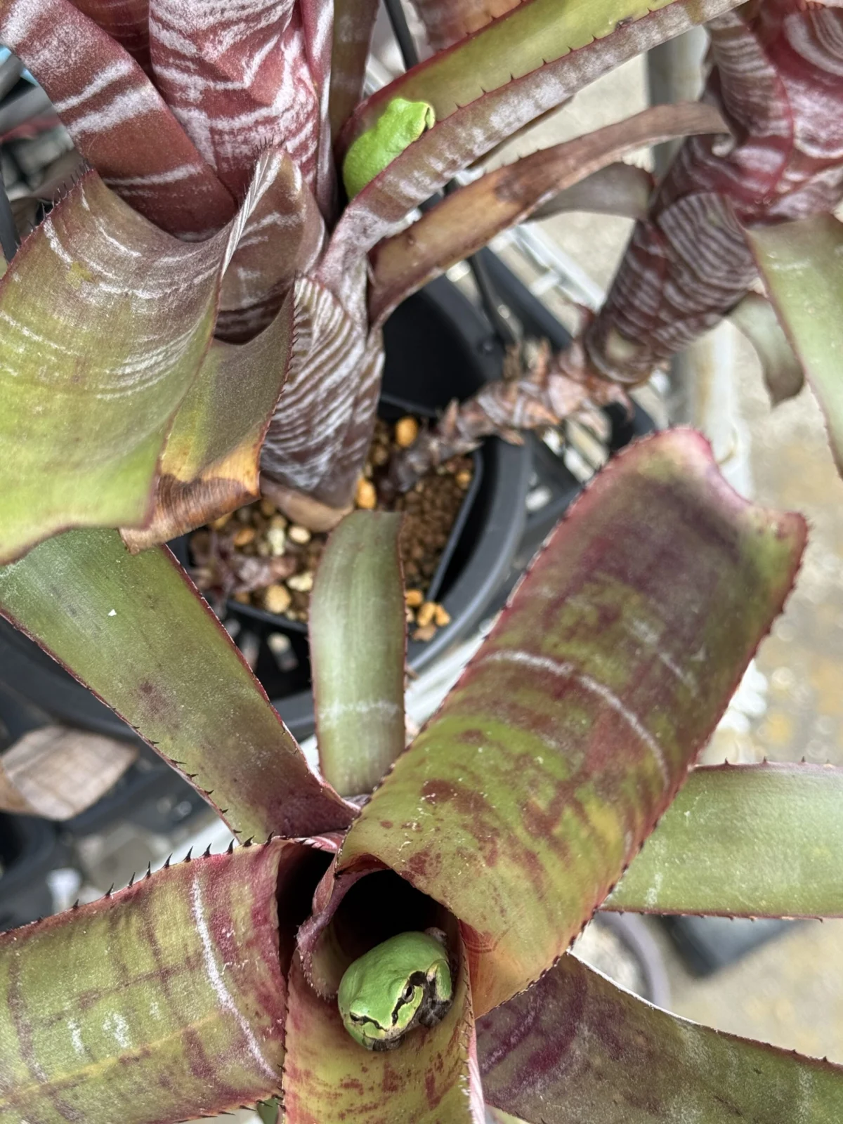 タンクブロメリア　カエル