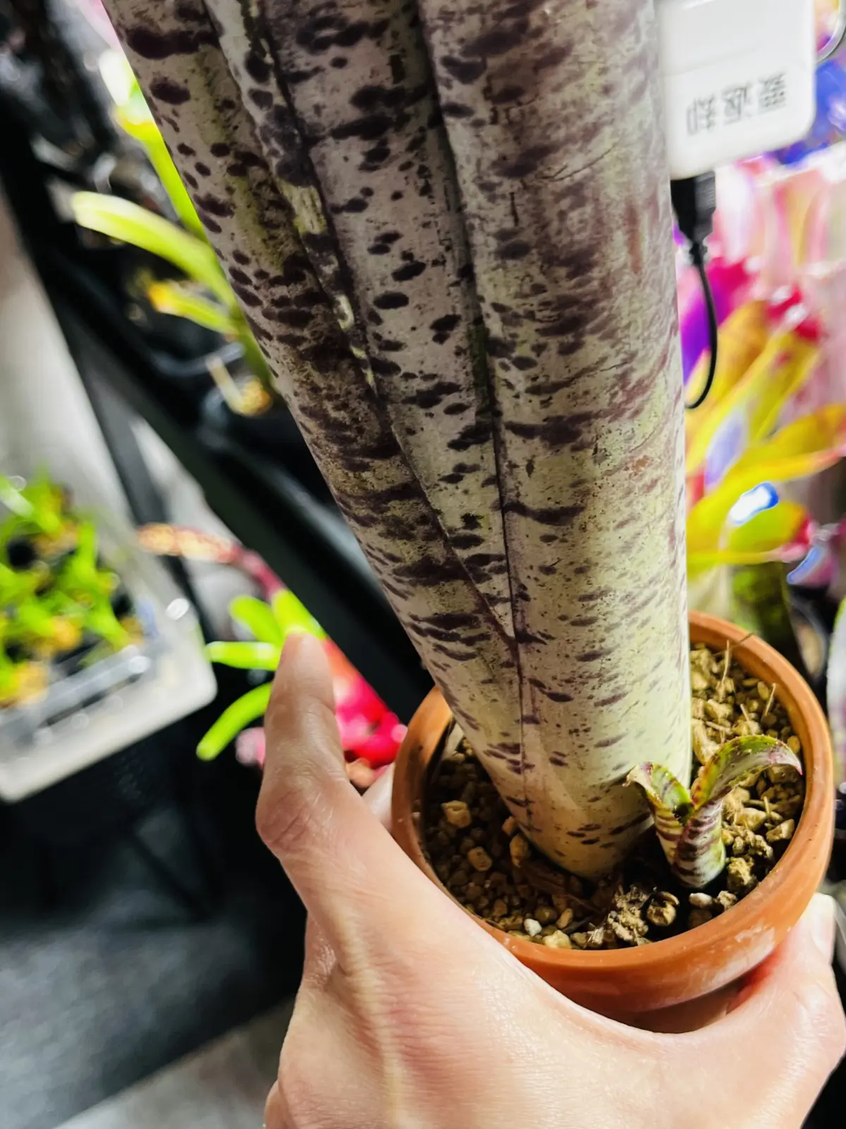 ビルベルギア　マルモラータ　ティムプローマン　子株