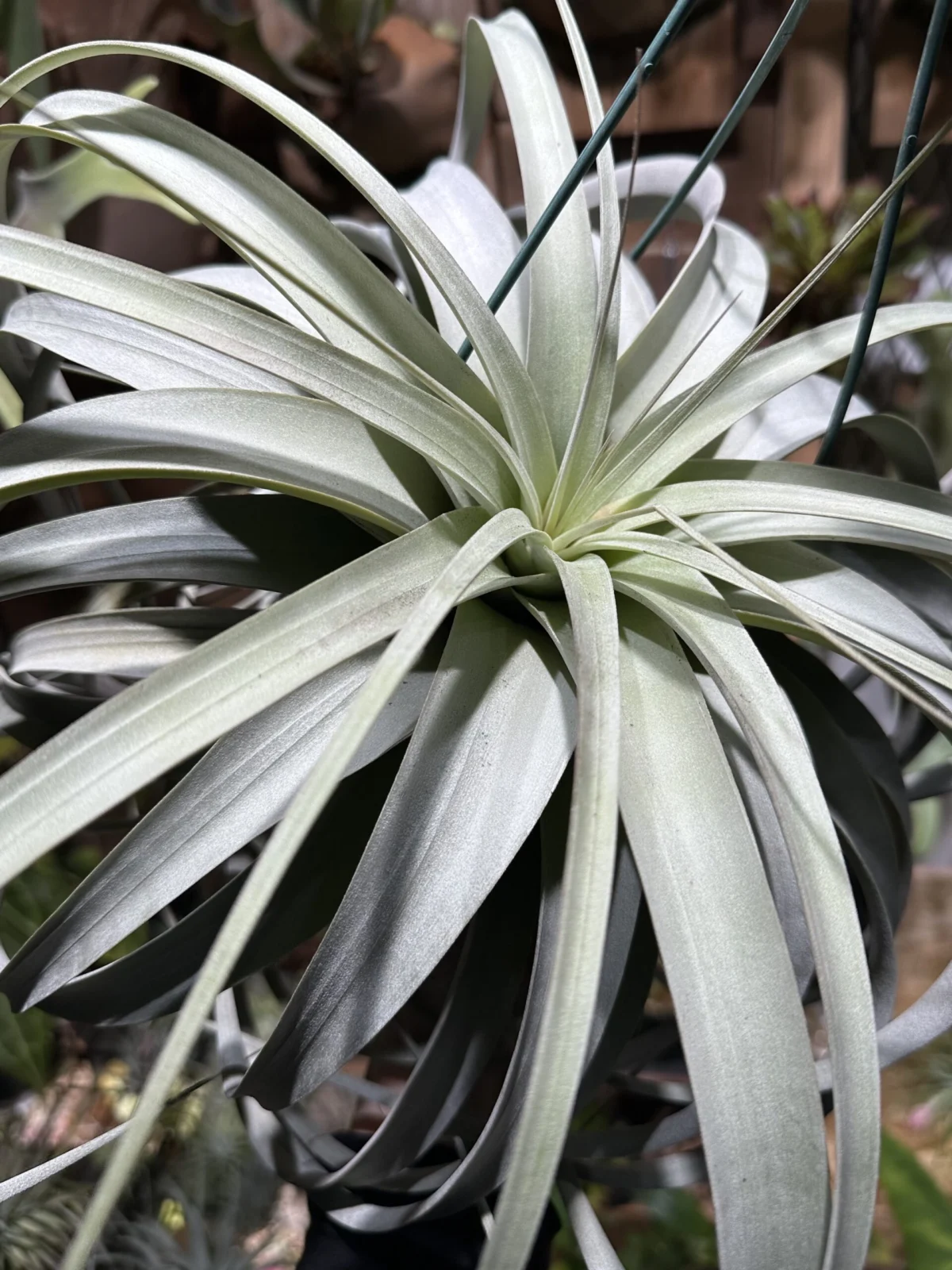 ティランジア キセログラフィカ