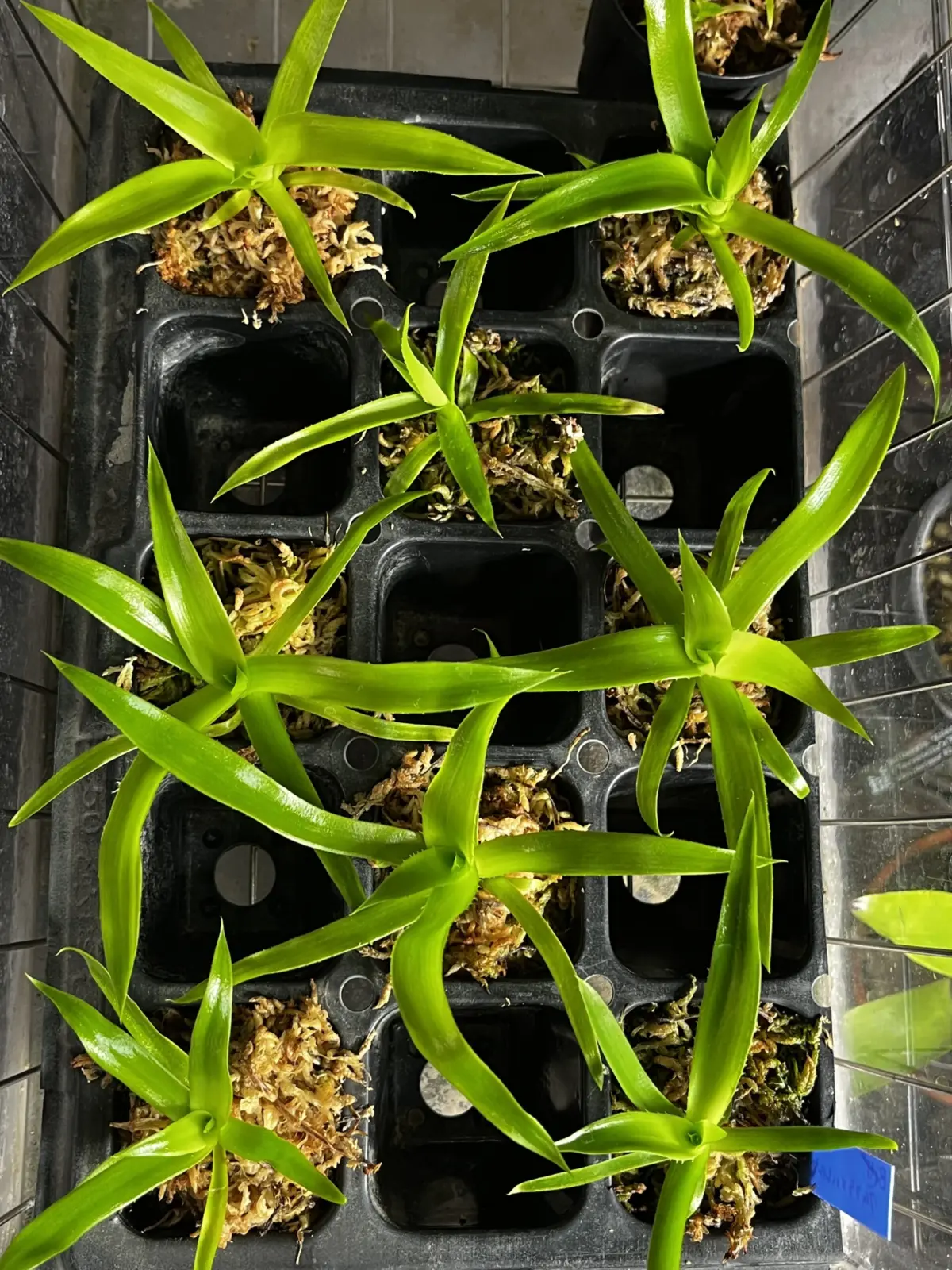 ビルベルギア　クムフラ×ハレルヤ　実生