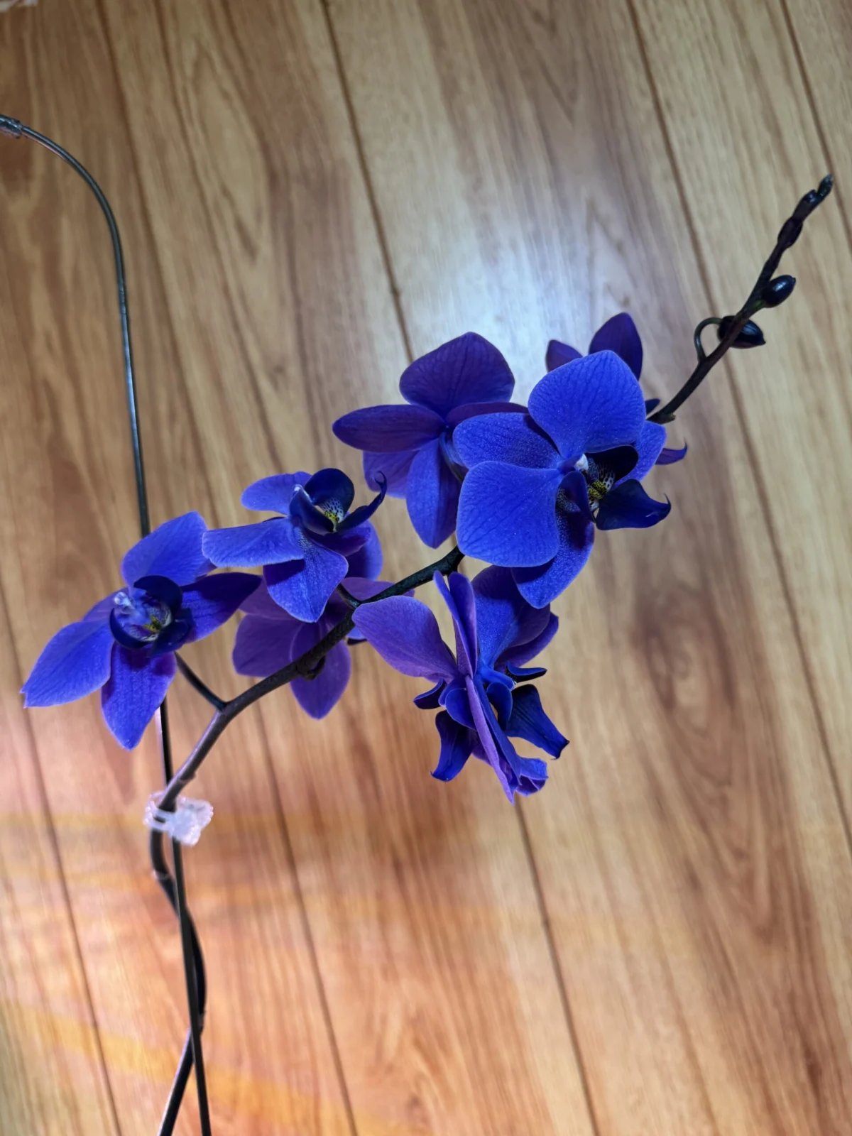 胡蝶蘭　ブルージーン　ファレノプシス