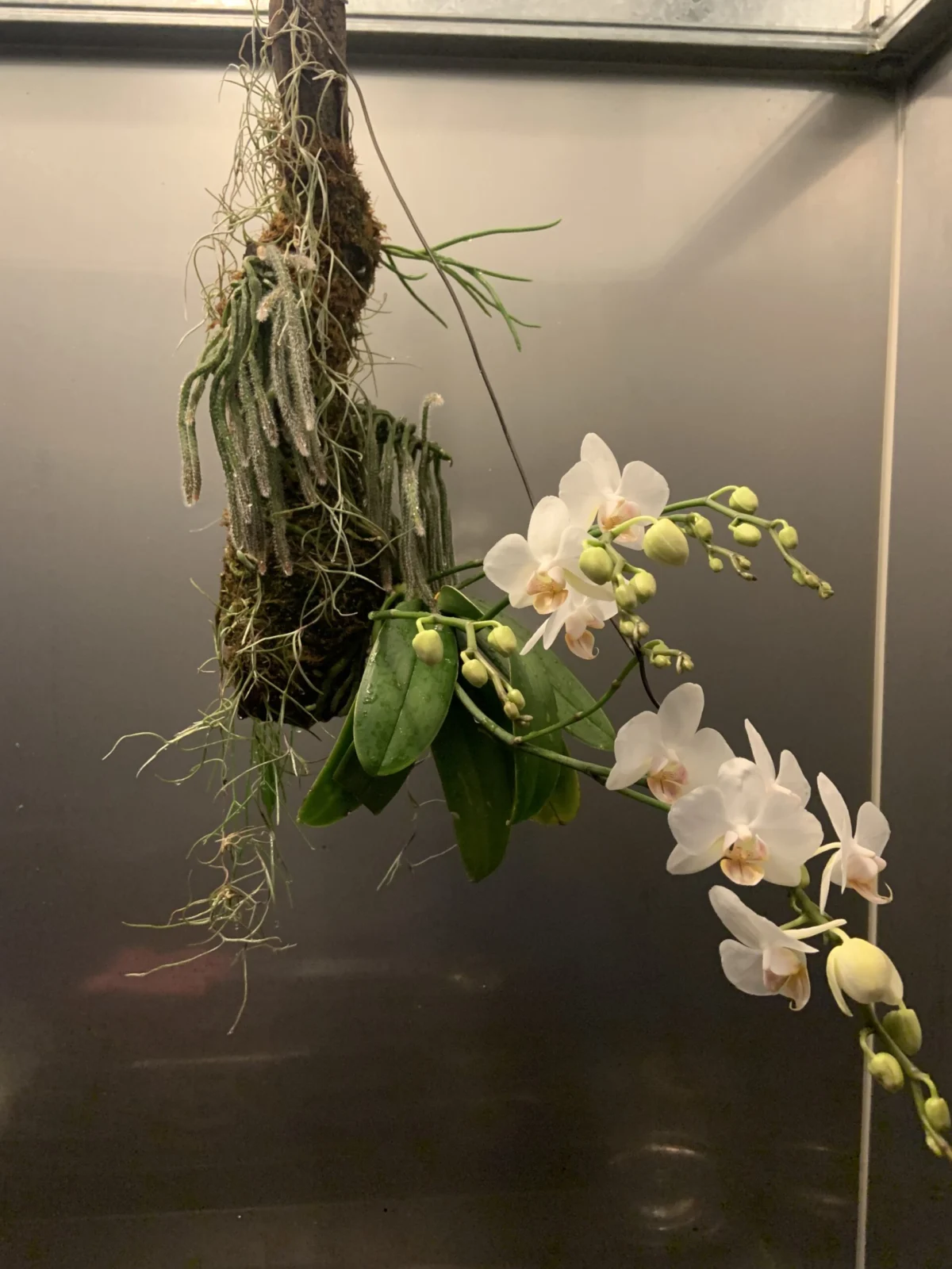 胡蝶蘭　ボウラン　リプサリス