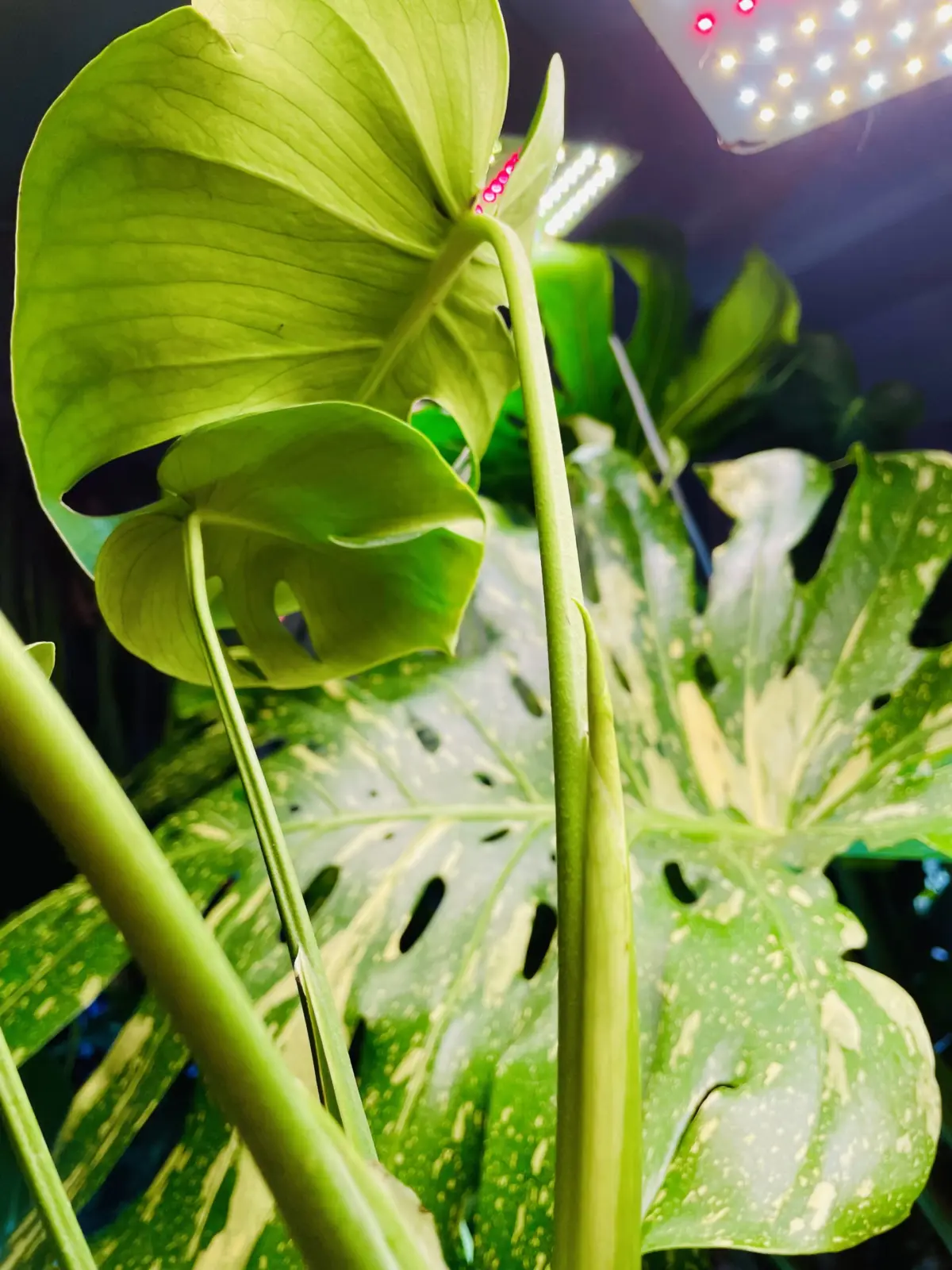 モンステラ 福助