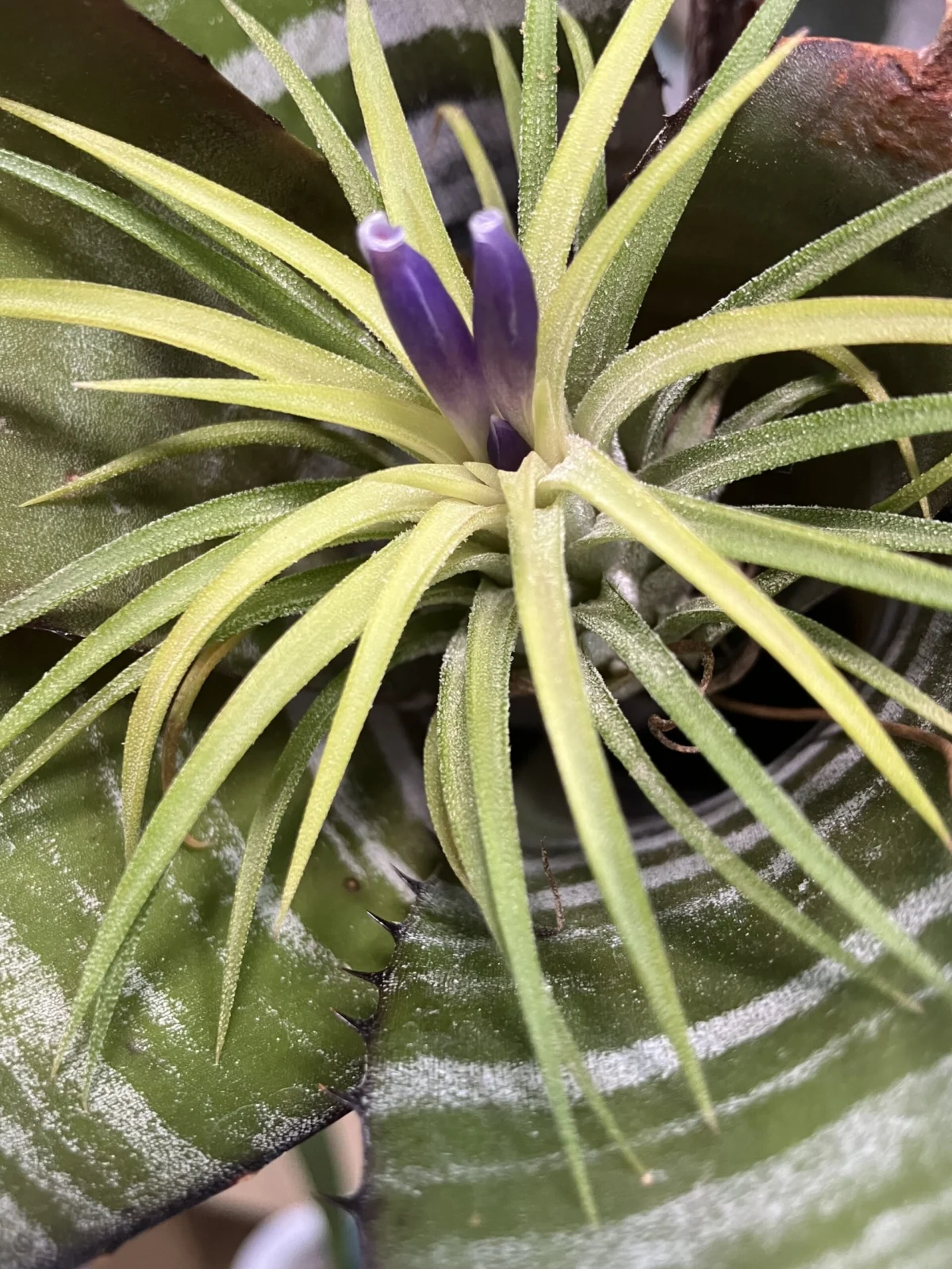 ティランジア　イオナンタ　バリエガータ　花
