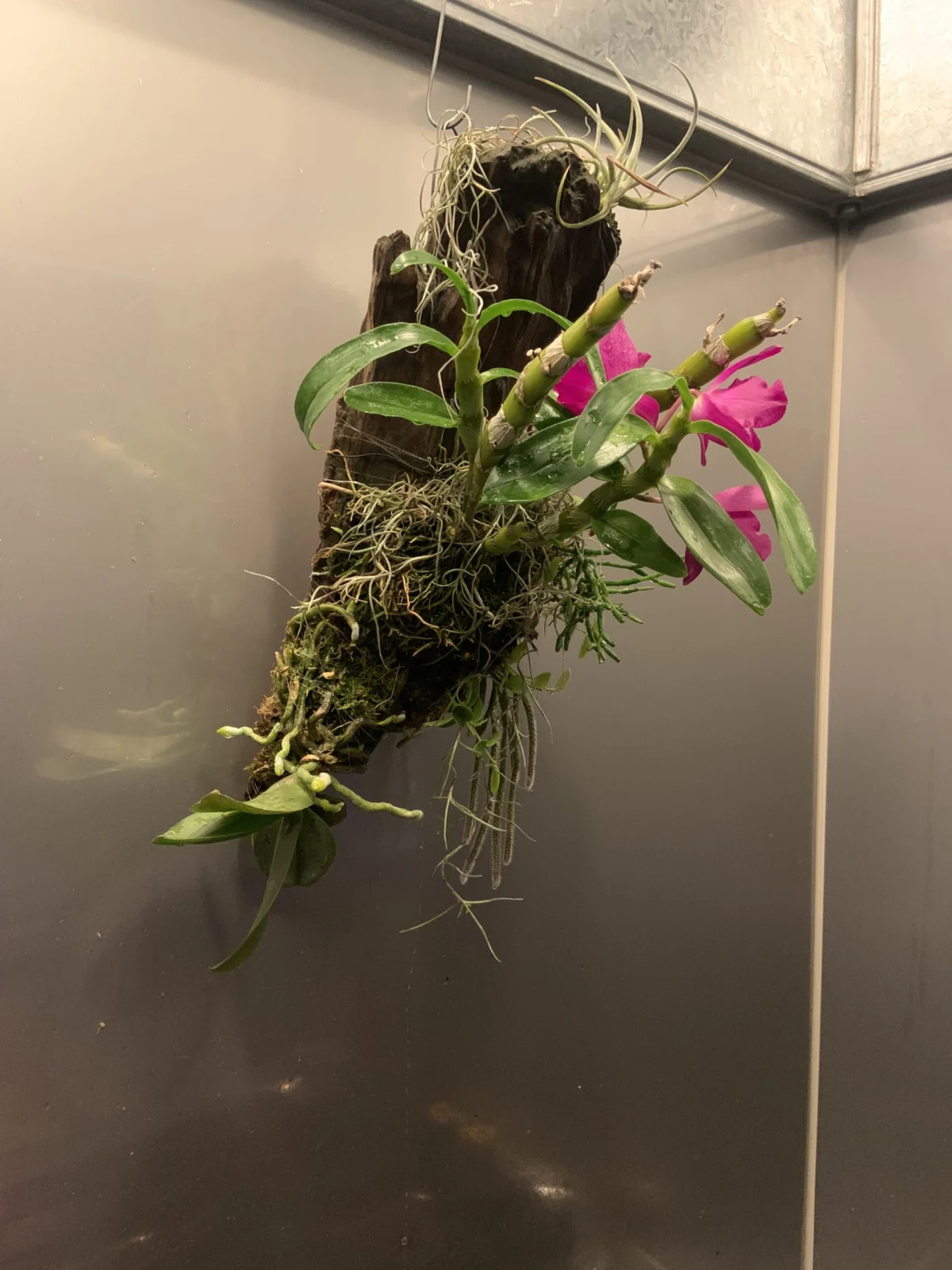 デンドロビウム　胡蝶蘭　リプサリス　ホヤ　エスキナンサス