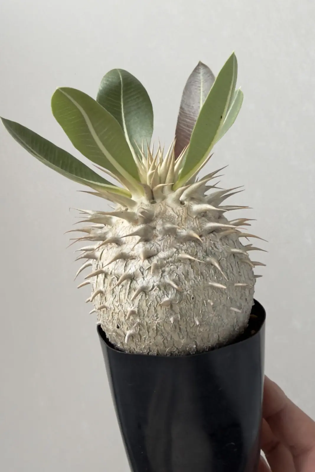 パキポディウム 札落ち フダ落ち 塊根植物