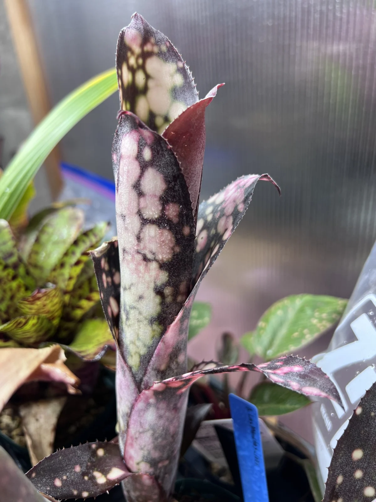 ビルベルギア　札落ち　ラスマンチャスぽいやつ