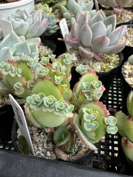 多肉植物 カランコエ 子宝草(子宝弁慶草)