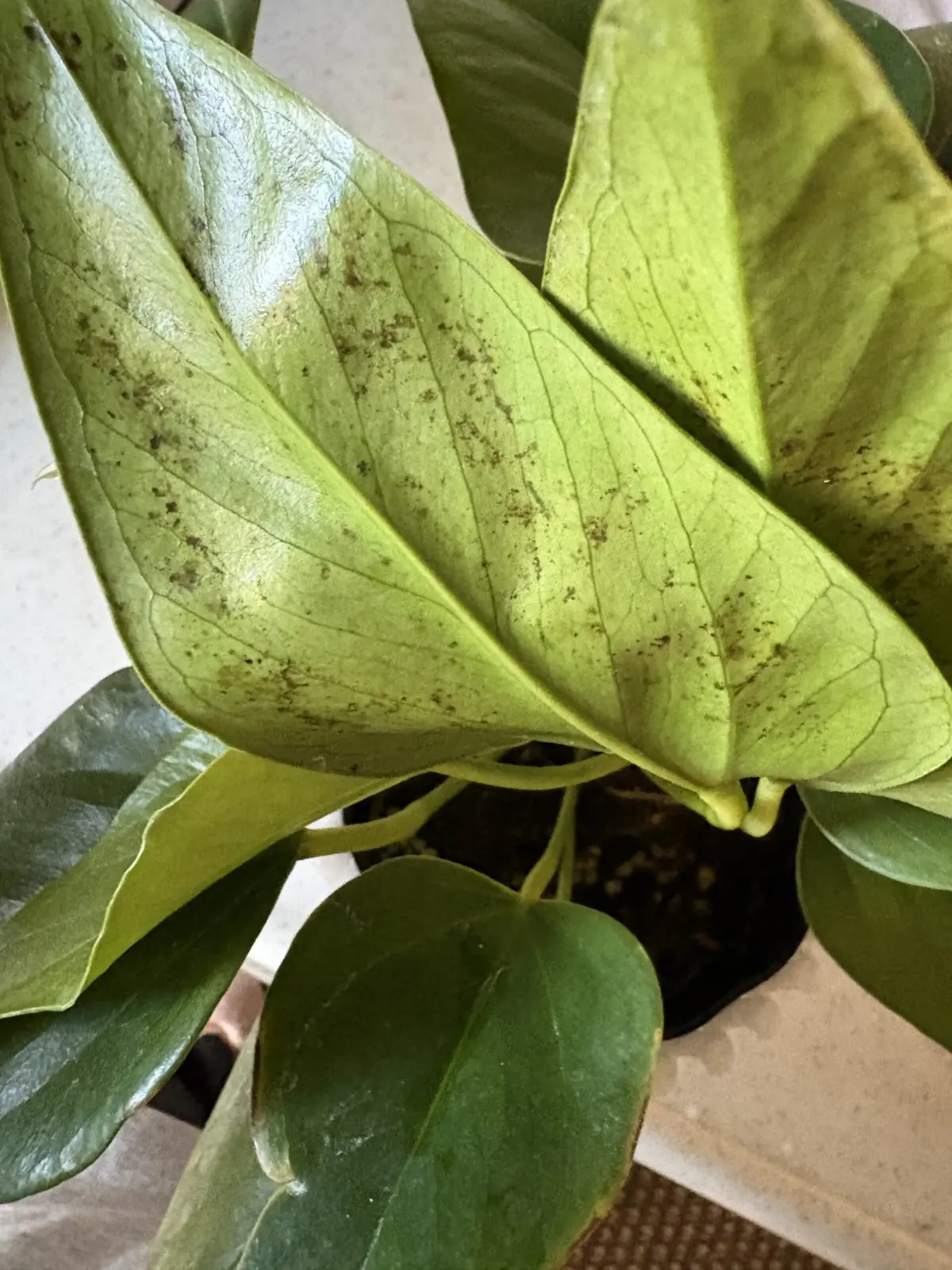 アンスリウム　病気？