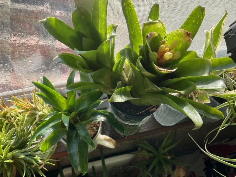 エクメア ブルートゥース 開花