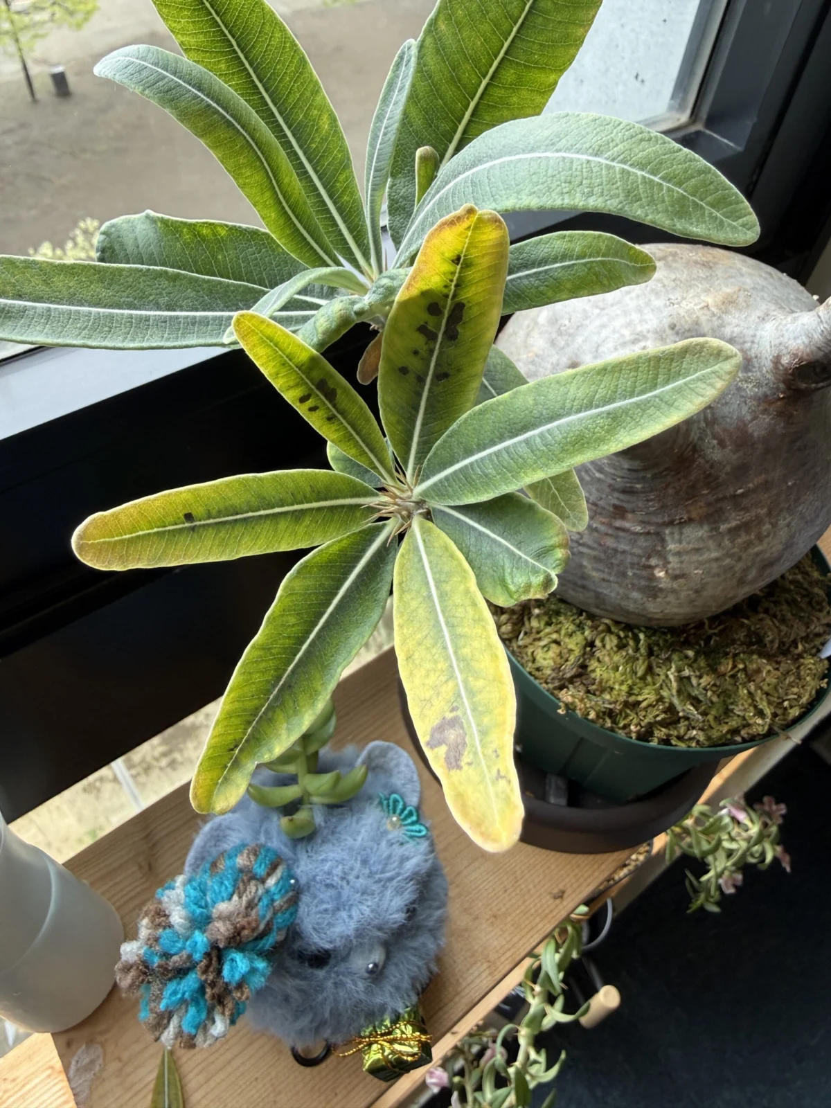 パキポディウム　グラキリス　現地株　葉　病気