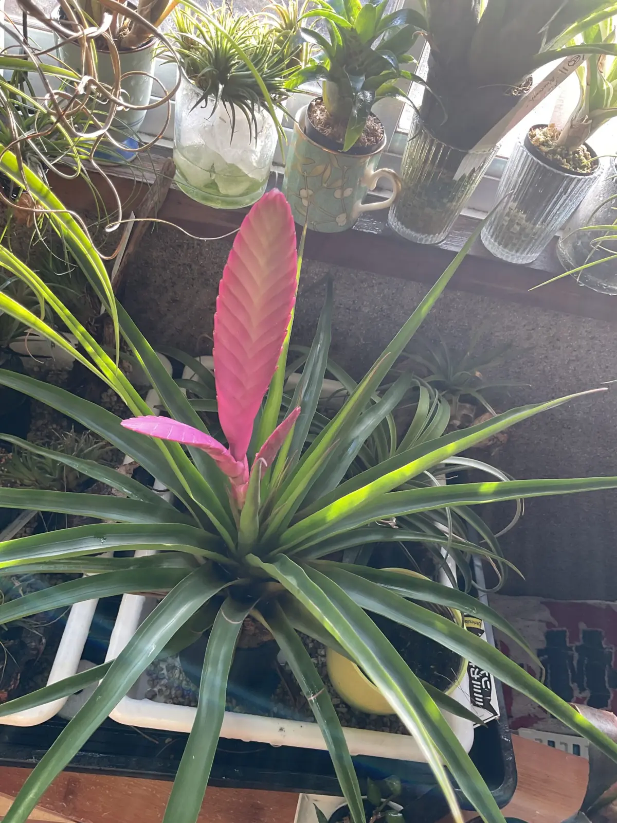 ティランジア アントニオ