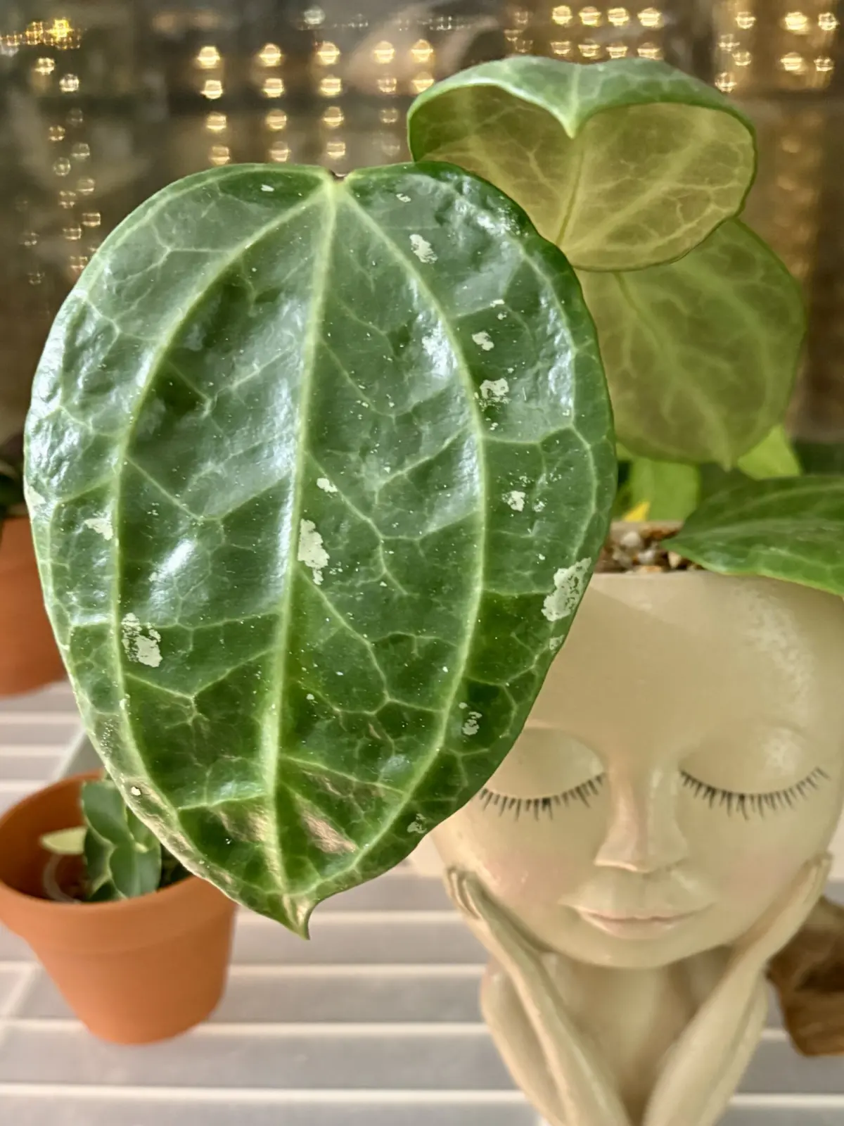 ホヤ　スラウェシ　GPS8867