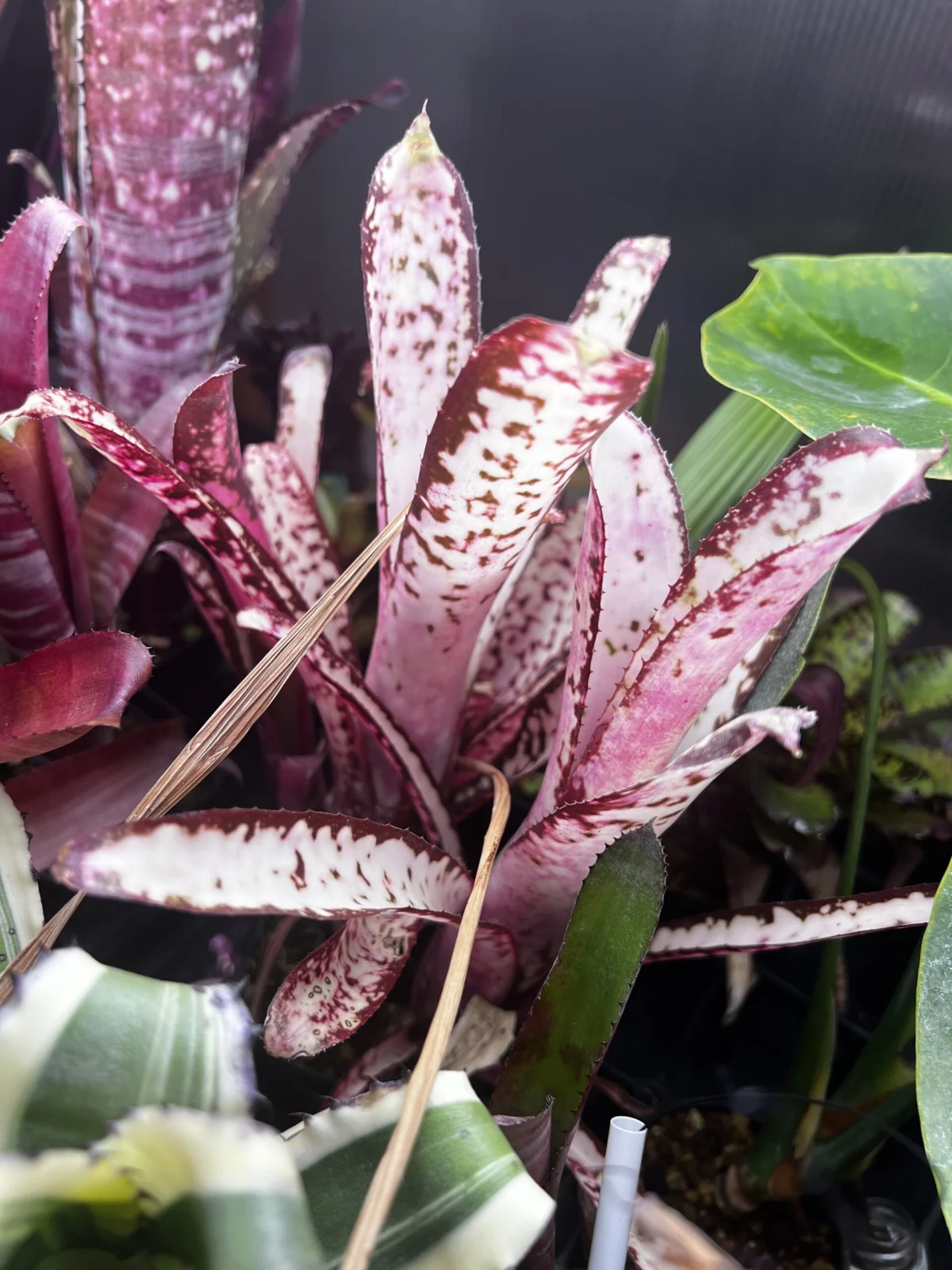 ビルベルギア　札落ち