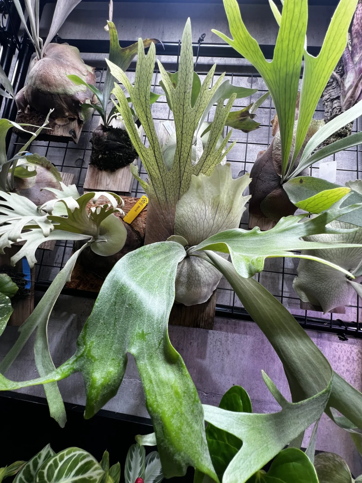 ビカクシダ　SSフーン　× W4