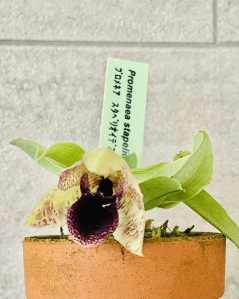 ラン　プロメネア