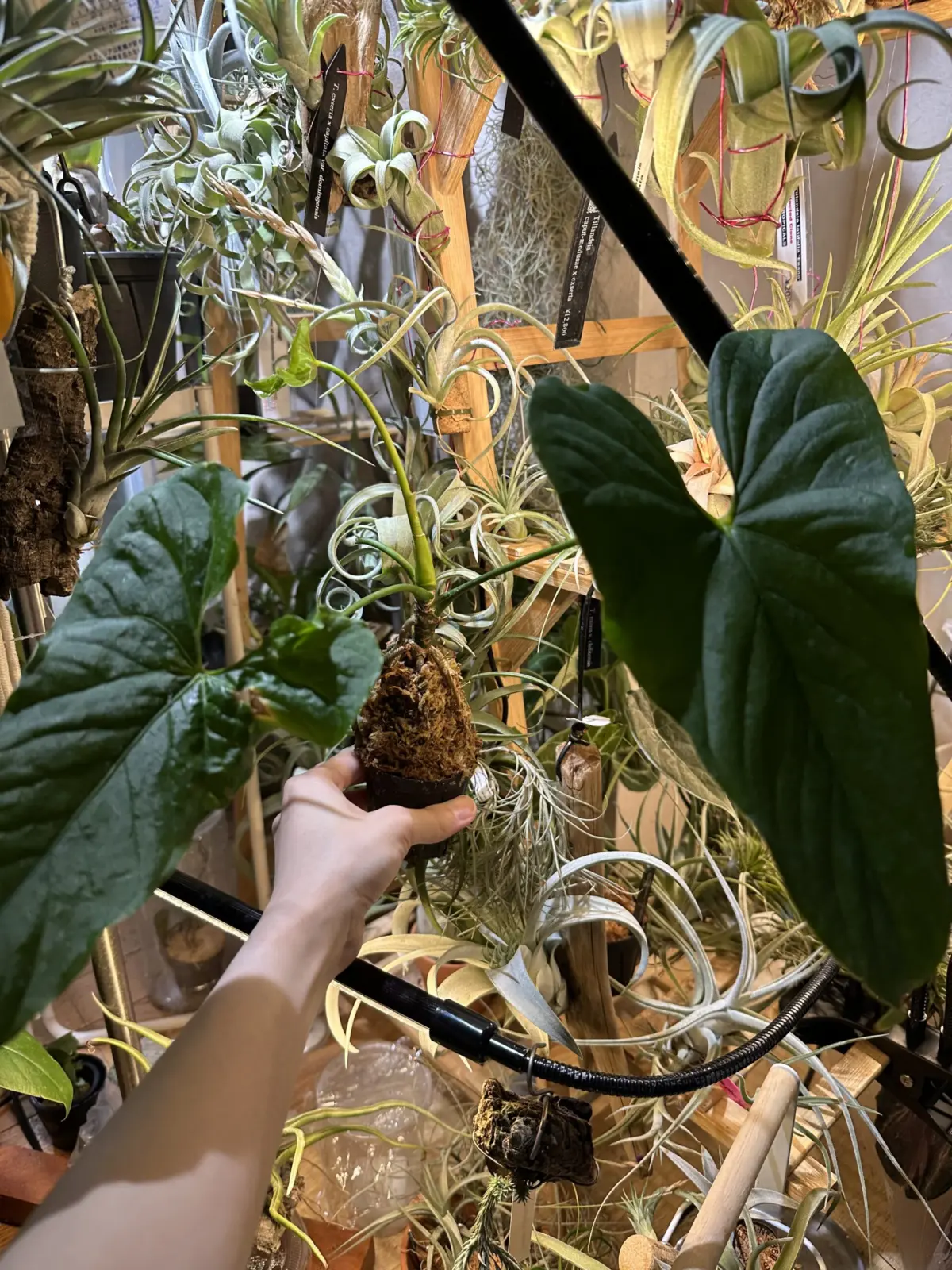 アンスリウム　グイルディンキー