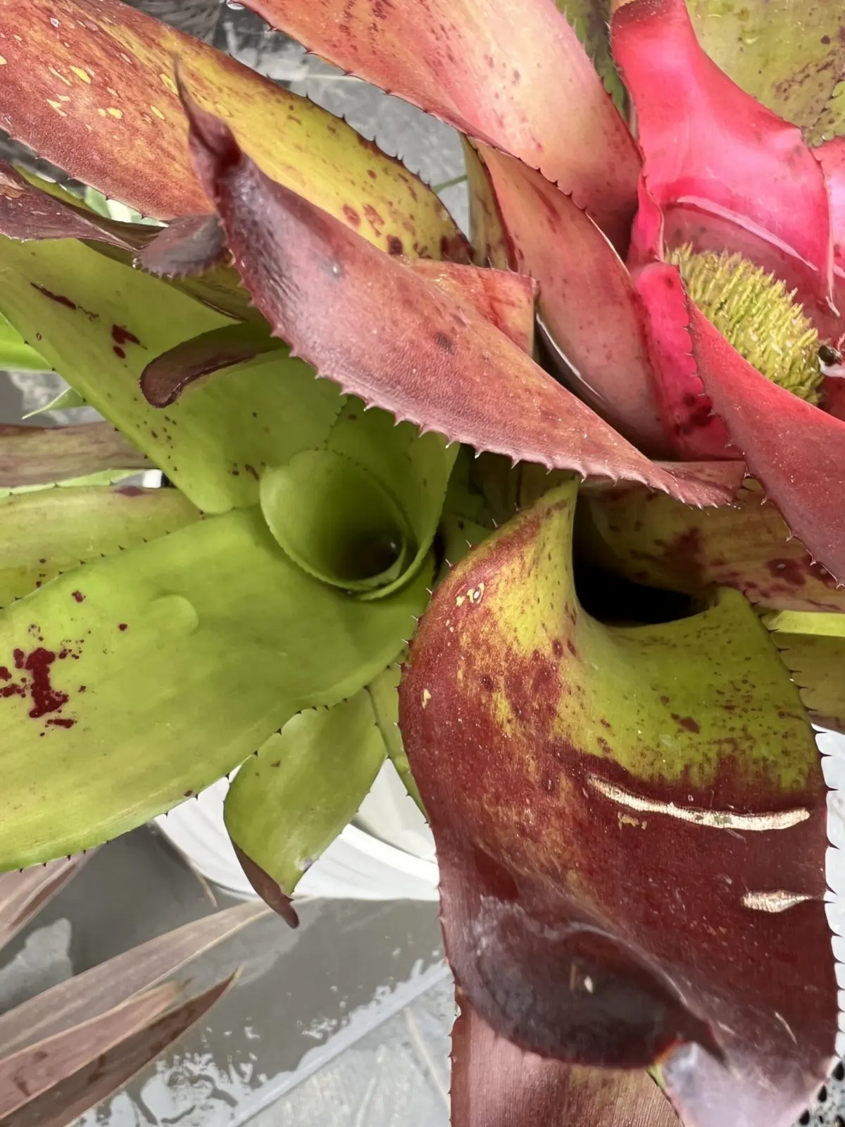 ネオレゲリア　SPアメジスト