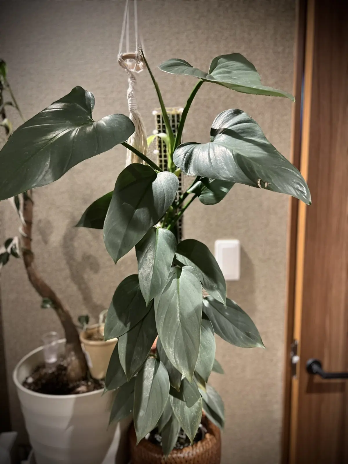 フィロデンドロン　シルバーメタル