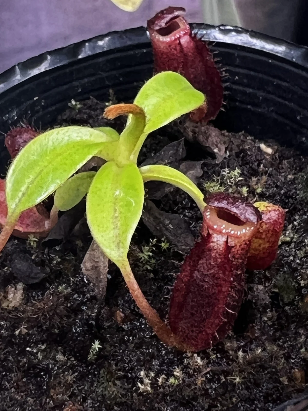 ネペンテス　ローウィー　× ビローサ