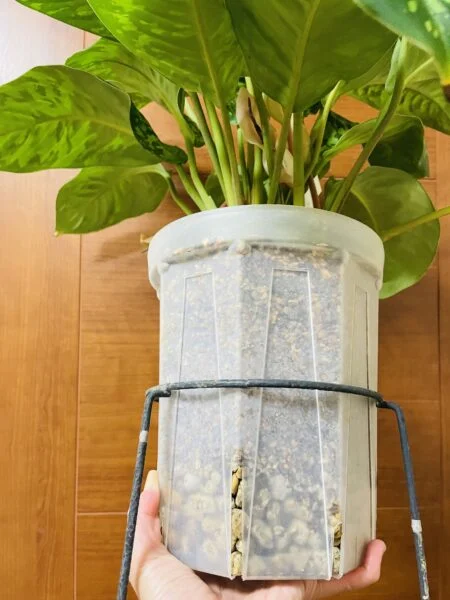 ホマロメナ ワリシー カモフラージュ ギリギリの植替え