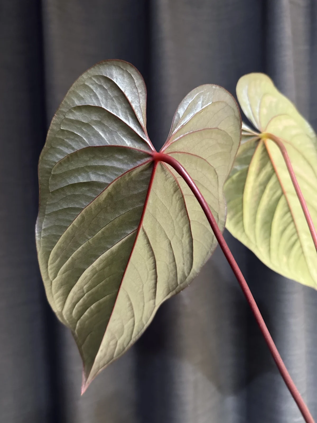 アンスリウム　ロムズレッド