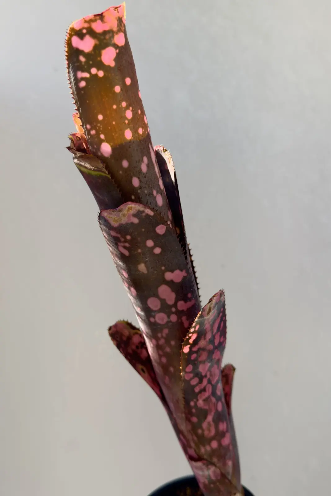 ビルベルギア インセンディアリーデライト